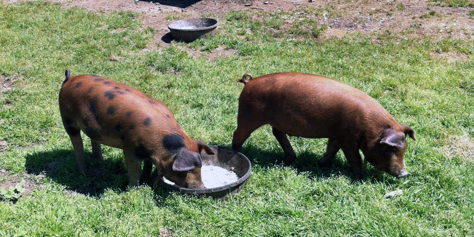 pigs, Primo, Rockland, Maine
