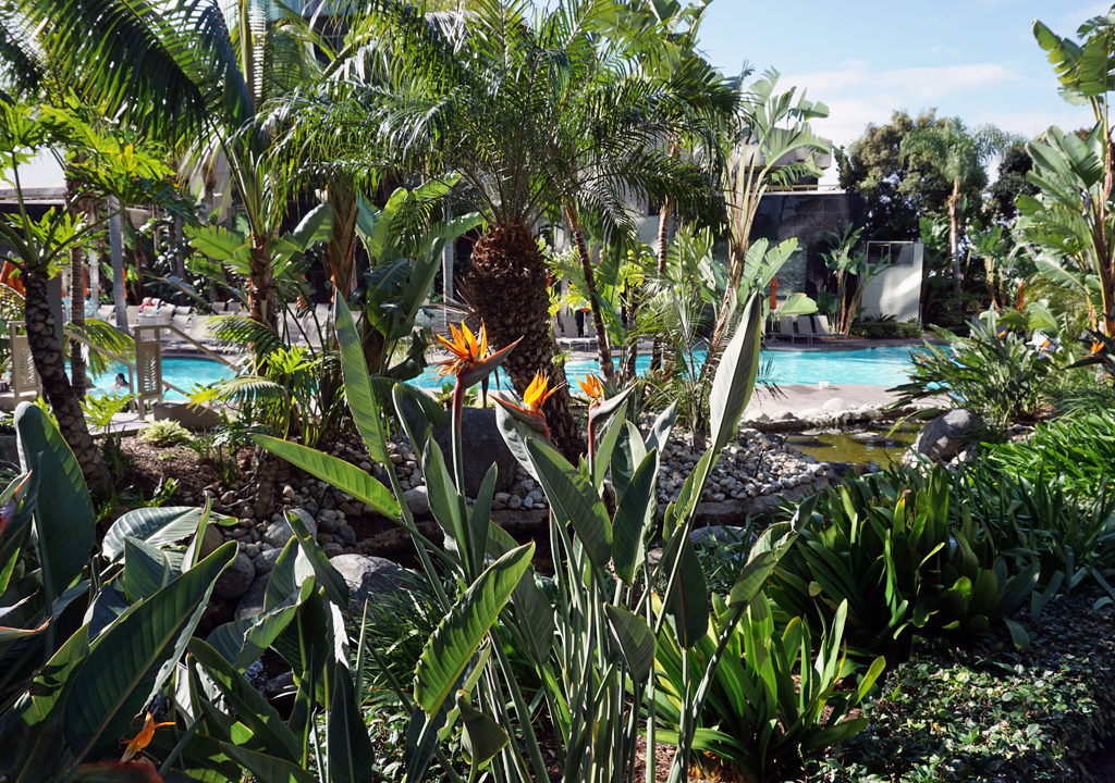 Marriott Marquis San Diego Marina pool area bird of paradise, San Diego, California