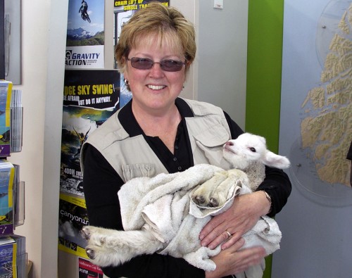 The seasons in Southern Hemisphere countries like New Zealand are opposite to ours. This spring lamb was photographed in November.