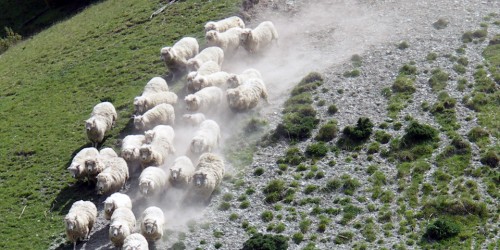 sheep and dog, New Zealand