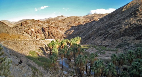 Palm Canyon, California