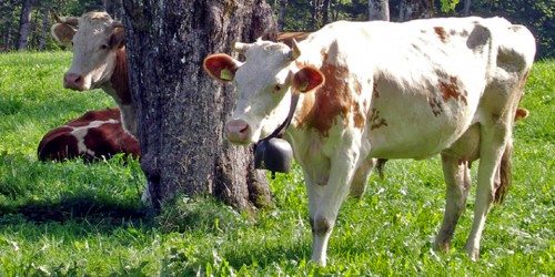 Swiss cows, Switzerland