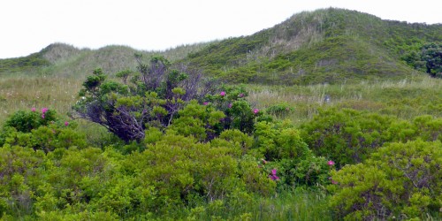 dunes at Mavillette Beach Provincial Park, Nova Scotia