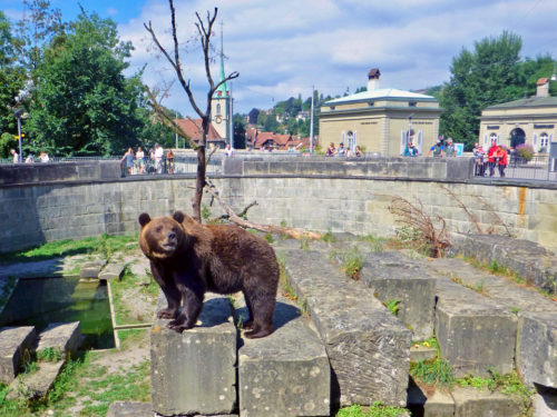 Bear pit. Bern, Switzerland