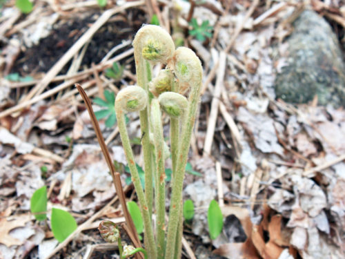 springtime fiddleheads, Connecticut College arboretum, New London, Connecticut