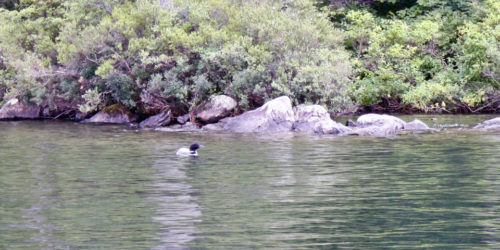 loon, Squam Lake, NH