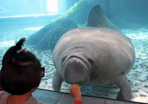 manatee, Mote Aquarium, Sarasota, Florida